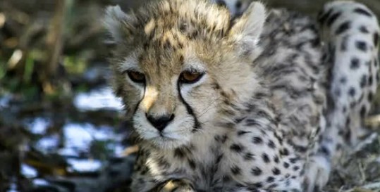 asiatic cheetah cub